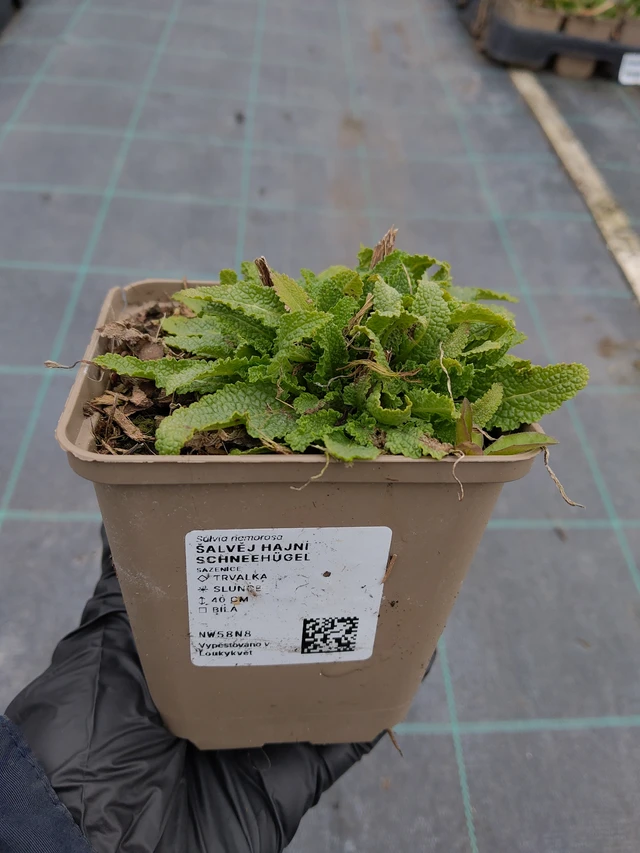 Sauge des bois Schneehügel - 31. 3. 2026