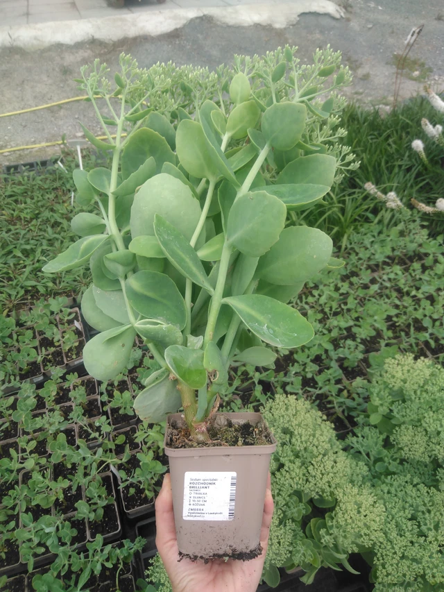 Rozchodník Brilliant - 2024