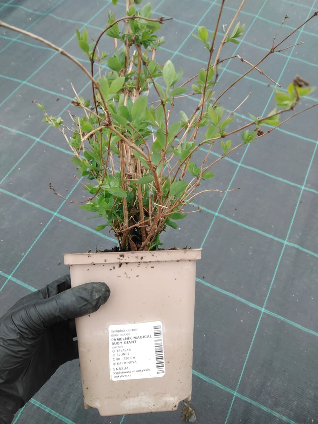 Pámelník Magical Ruby Giant - 1. 4. 2026