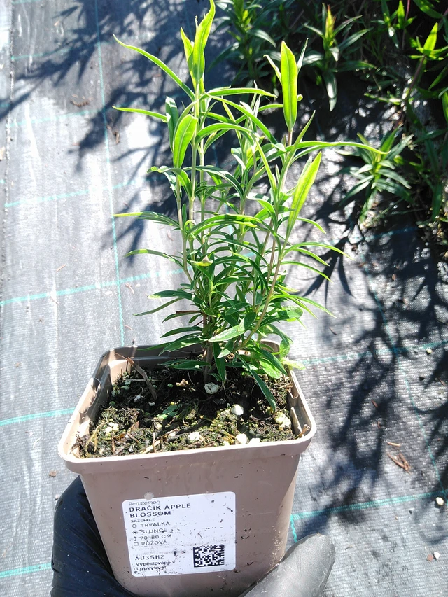 Penstemon Apple Blossom - 19. 8. 2025