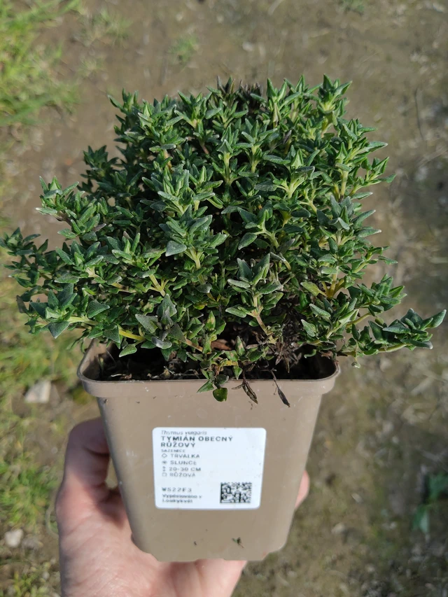 Tymián obecný růžový  - 27. 3. 2026