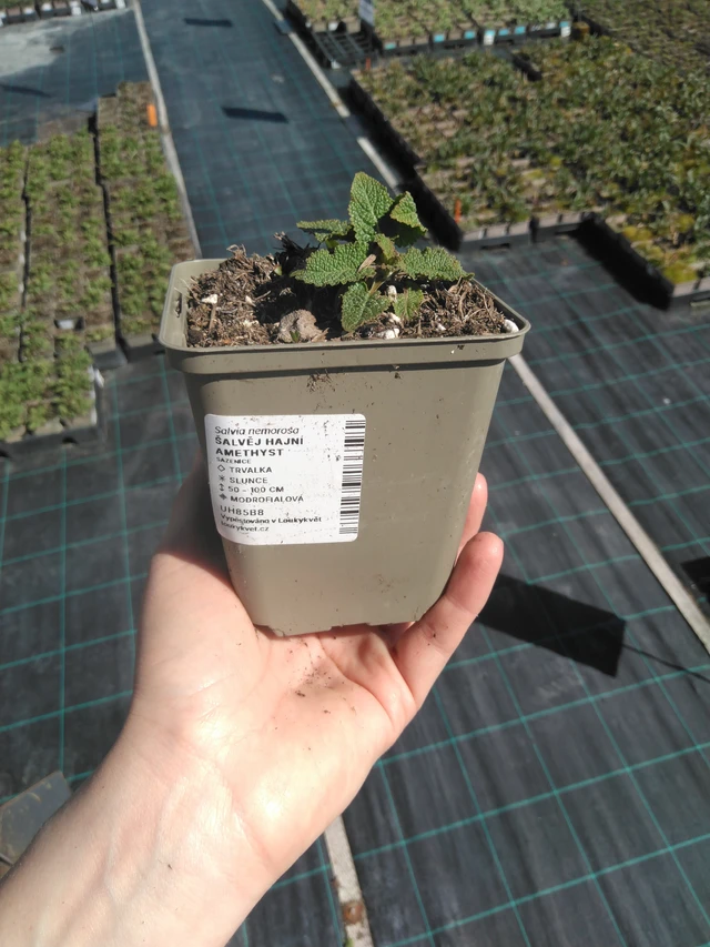 Šalvěj hajní Amethyst - 3. 4. 2025