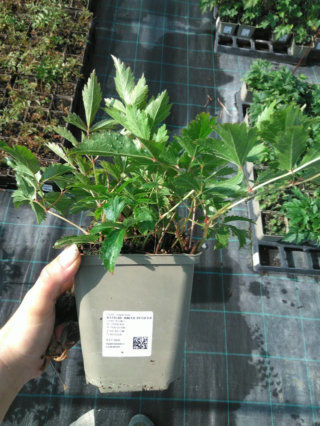 Astilbe Anita Pfeifer - 11. 7. 2025