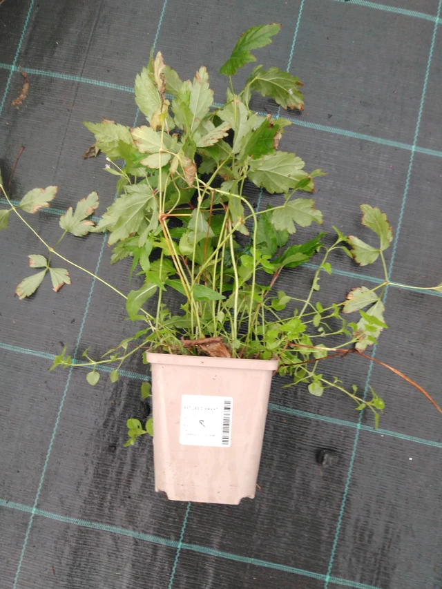 Astilbe Diamant - 10. 9. 2025