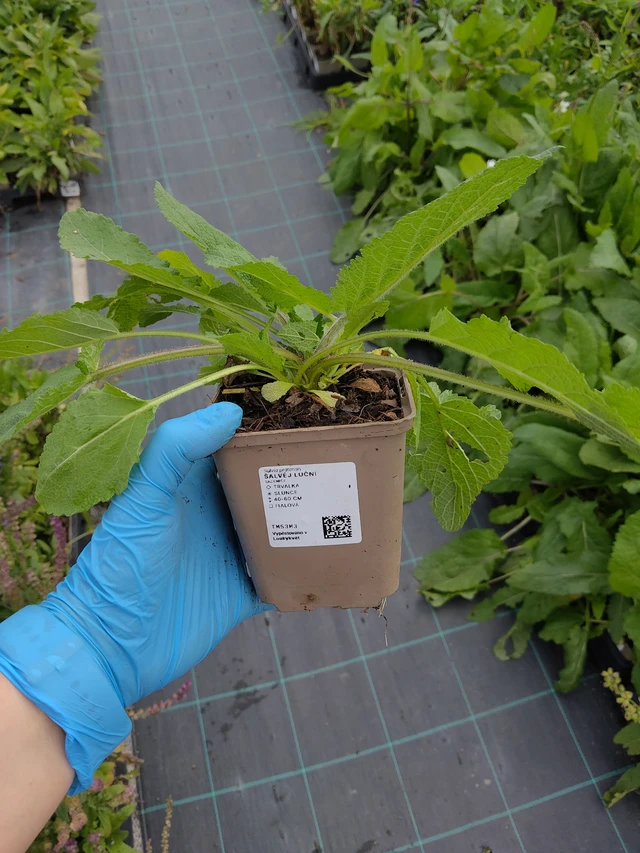 Niitty-salvia - 10. 9. 2025