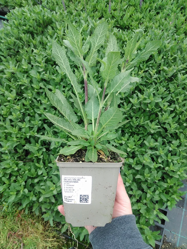 Šalvěj hajní Caradonna - 9. 6. 2025