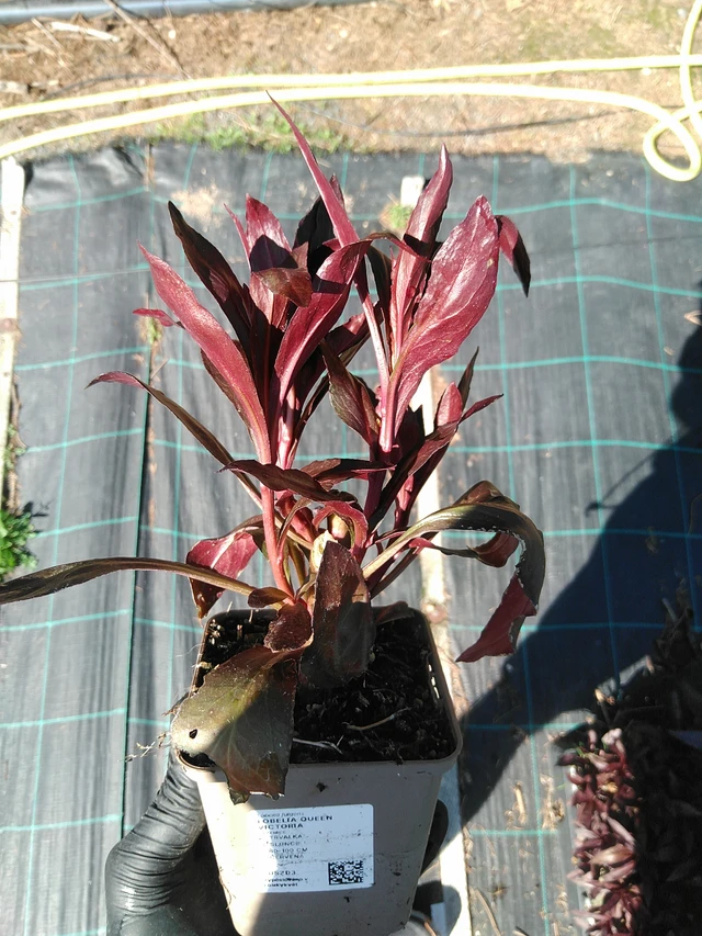 Lobelia Queen Victoria - 19. 8. 2025