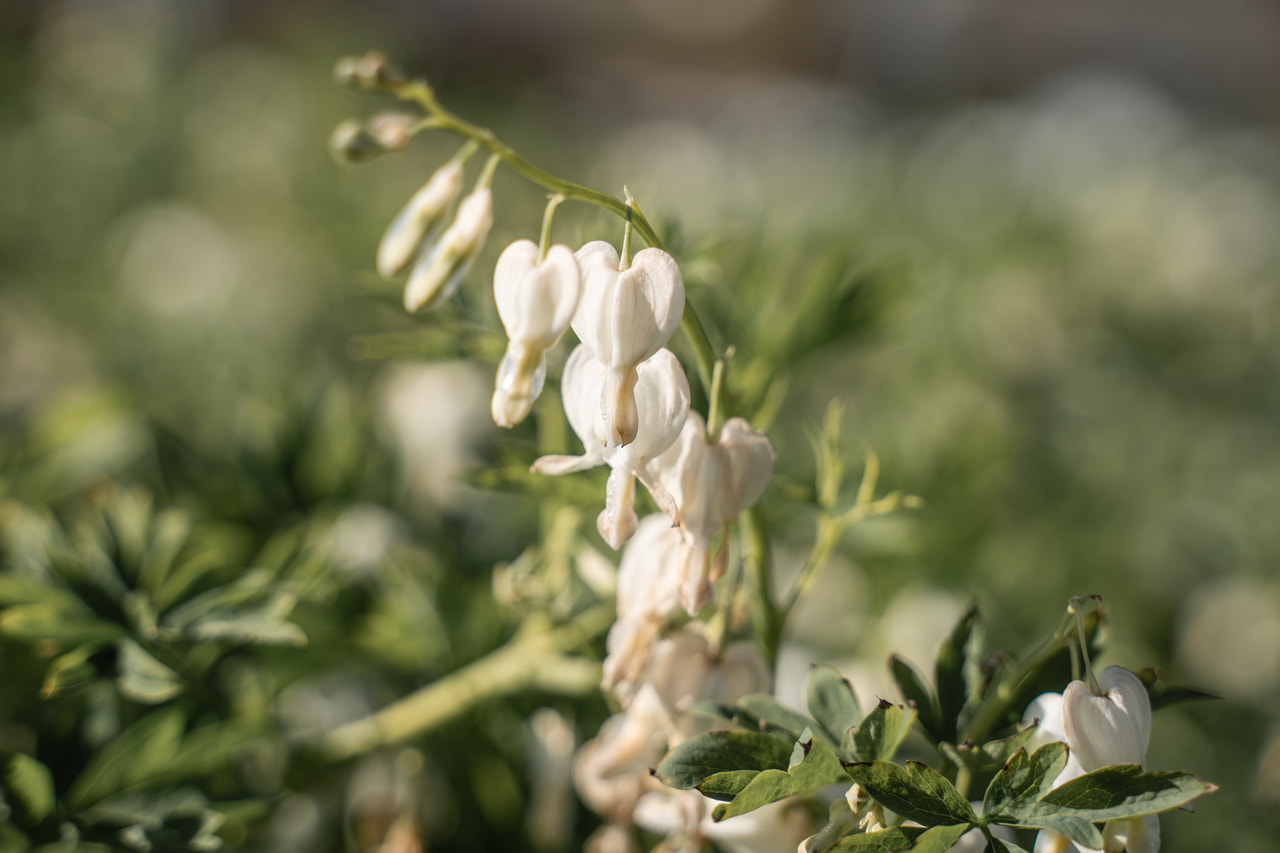 Szívvirág Alba, Loukykvět