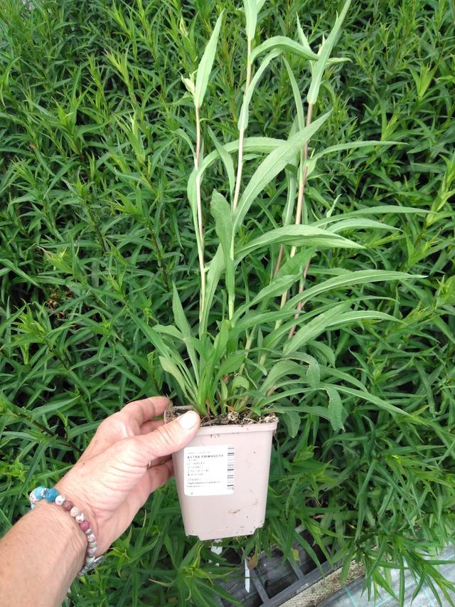 Aster Primavera - 2024