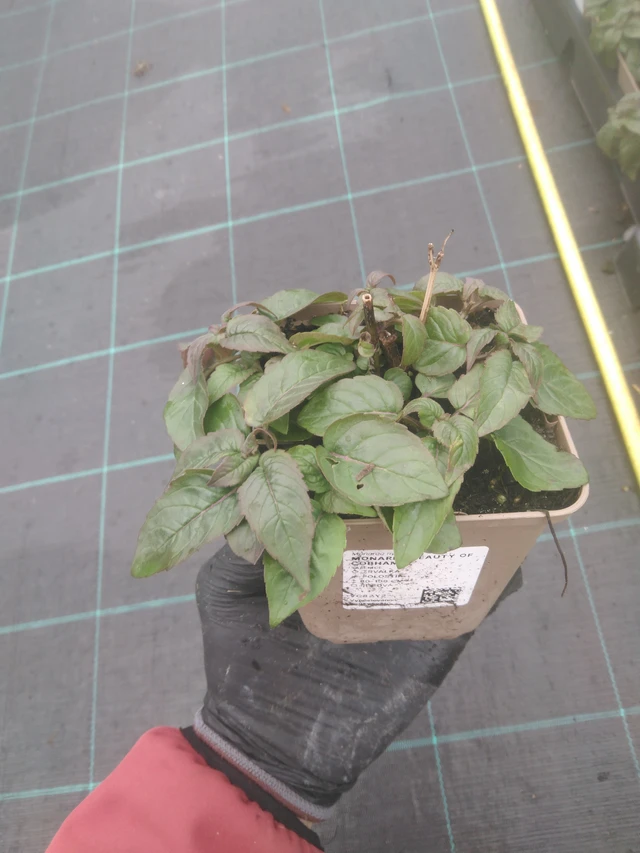 Monarda Beauty of Cobham - 23. 10. 2025