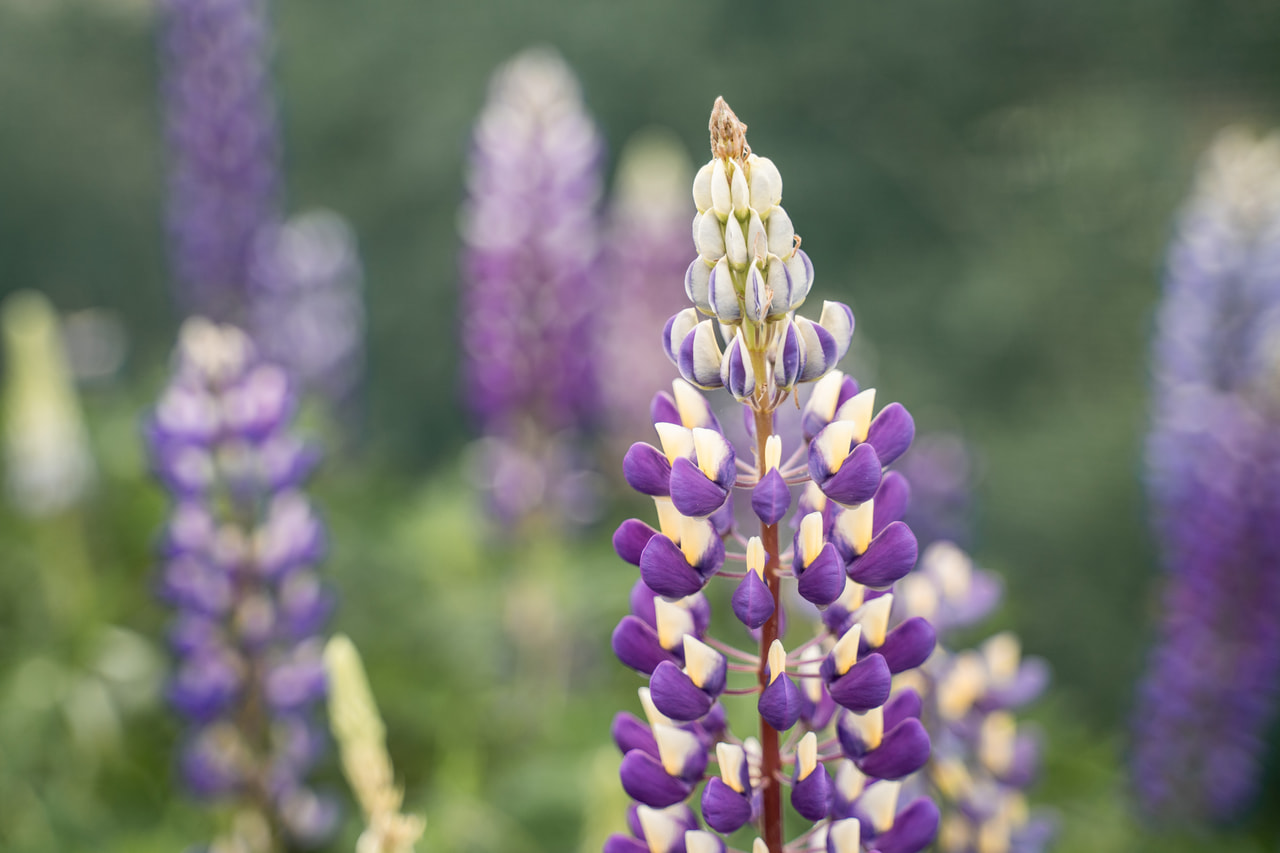 Csillagfürt Band of Nobles Kastellan, Loukykvět