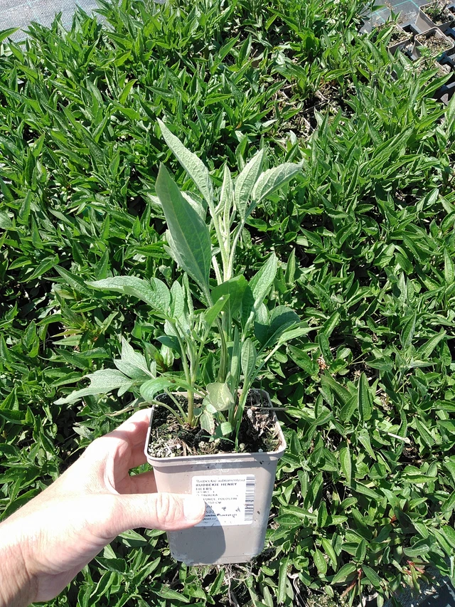 Rudbeckia Henry Eilers - 13. 5. 2025