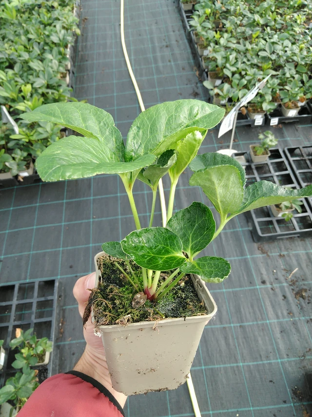 Čemeřice Double Ellen White - 28. 7. 2025