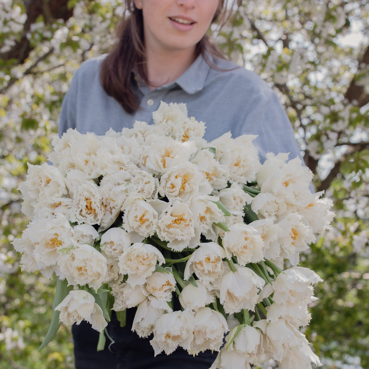 Tulipán White Magic, Loukykvět