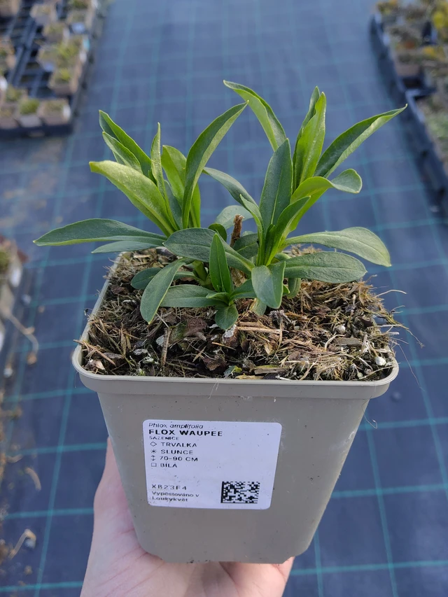 Flox Waupee - 27. 3. 2026