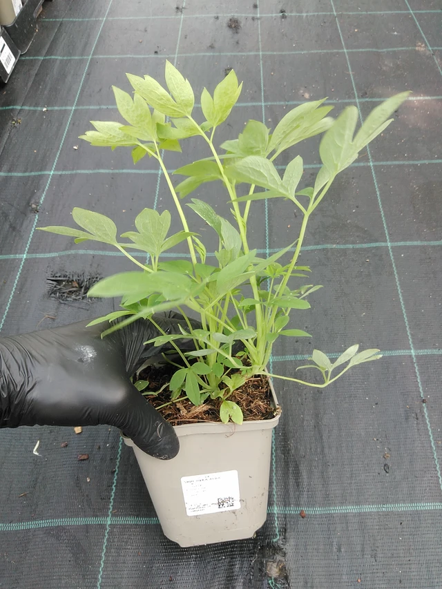 Srdcovka Alba - 1. 9. 2025