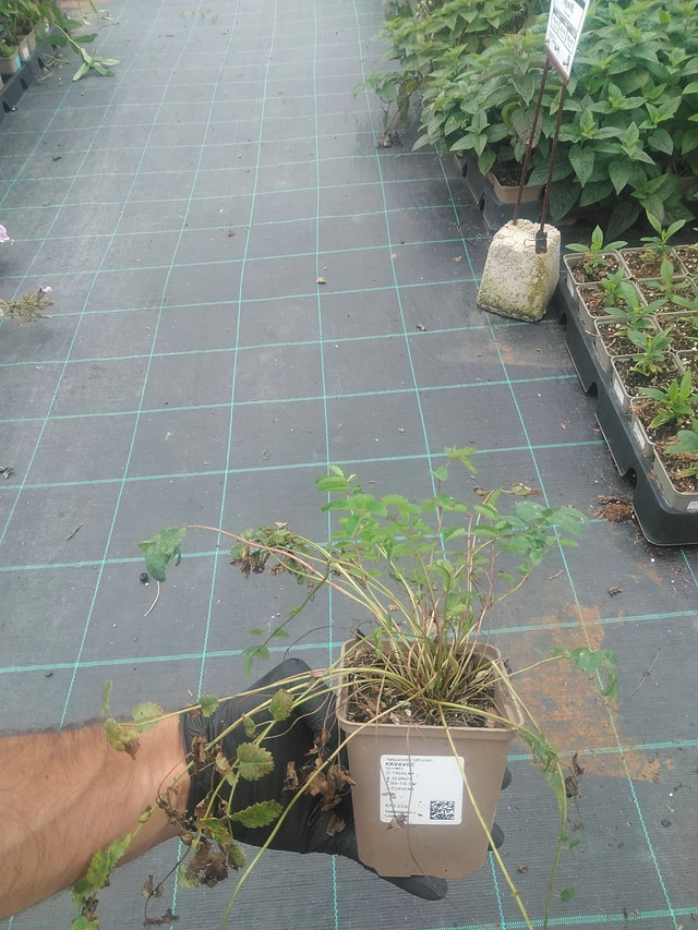 Krvavec - 10. 9. 2025