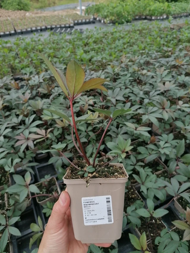 Hellebore Magnificent Bells - 2024