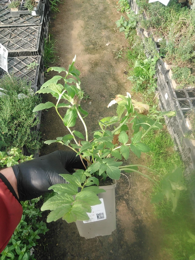 Kozlík lékařský - 13. 10. 2025