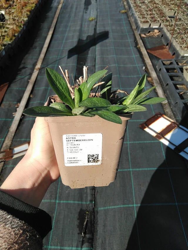 Astra Septemberrubin - 7. 4. 2026