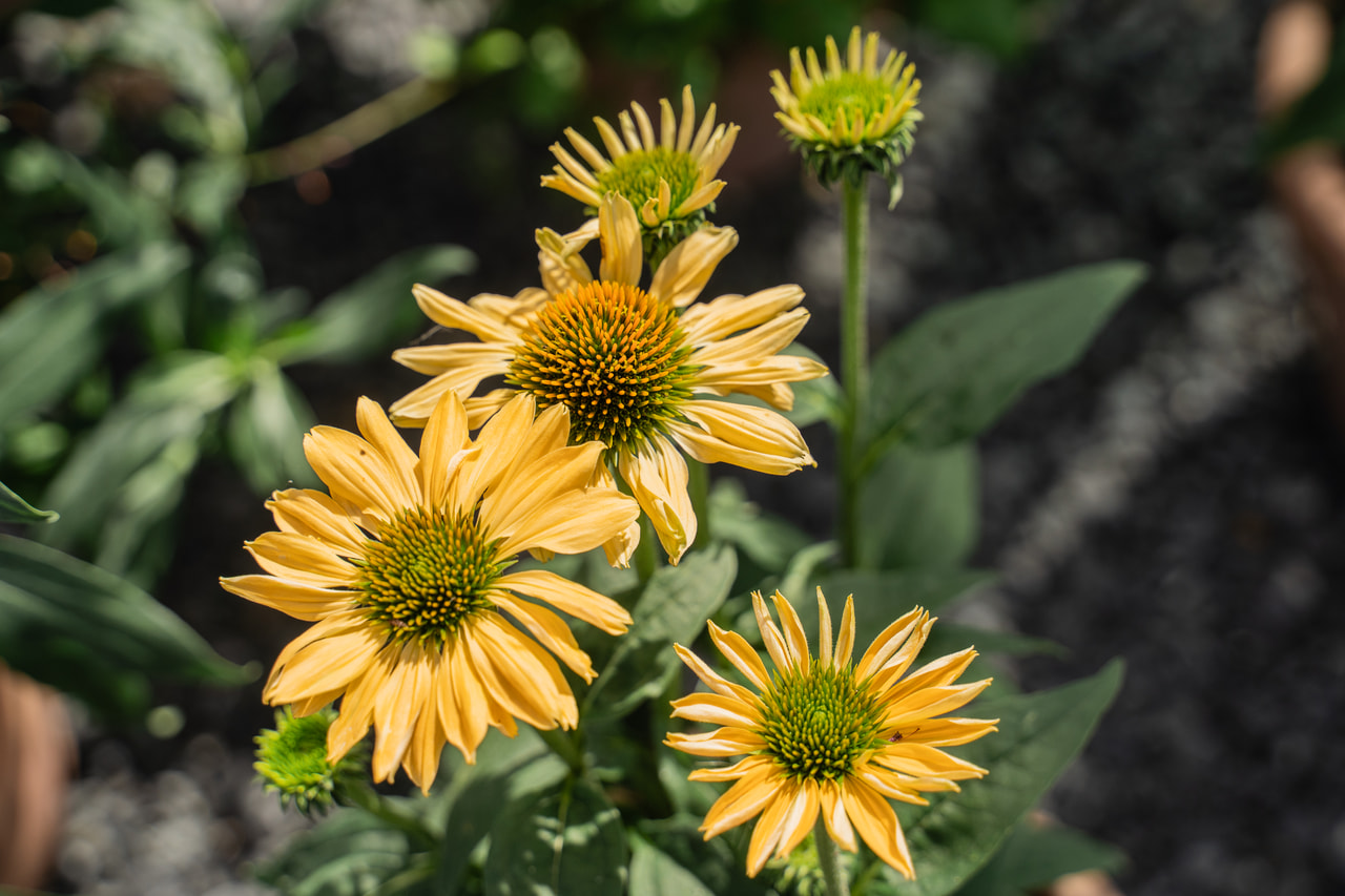 Echinacea Aloha, Loukykvět