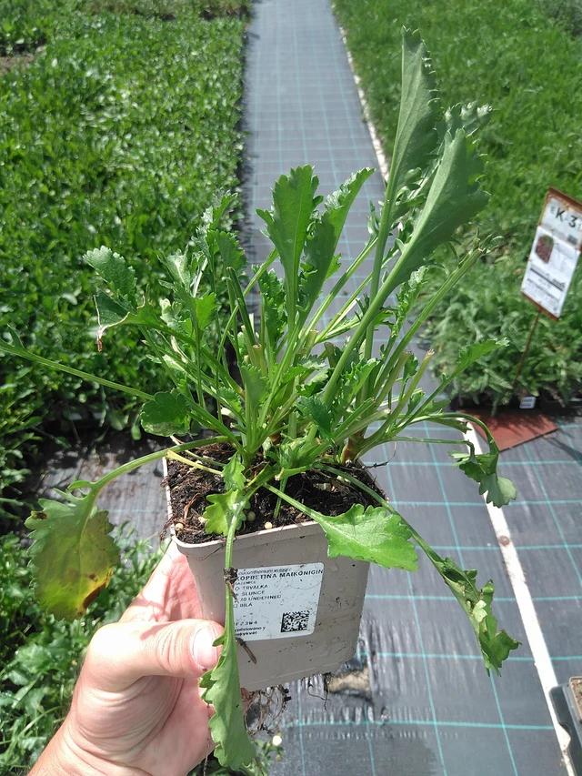 Kopretina Maikönigin - 24. 6. 2025