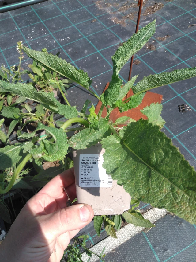 Salvia de prado Swan Lake - 13. 5. 2025