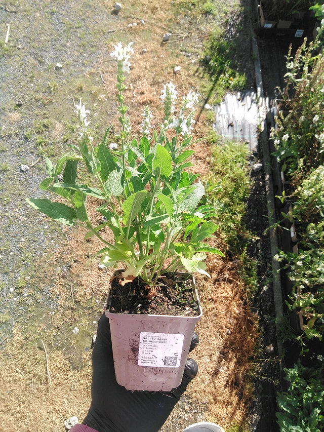 Šalvěj hajní Schneehügel - 19. 8. 2025