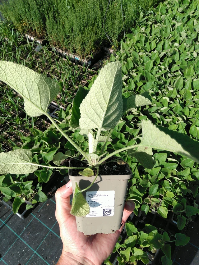 Lyhtykoiso Russeliana - 24. 6. 2025