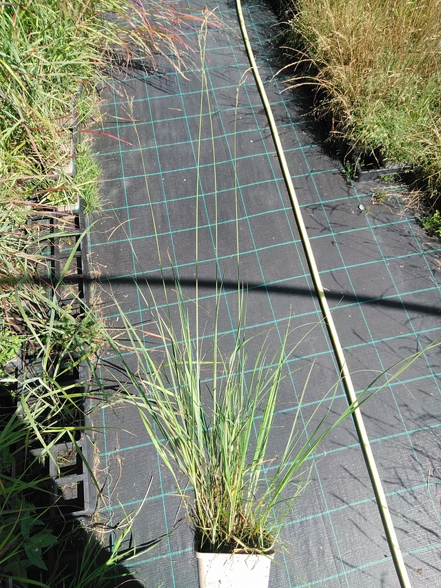 Nurmilauha Edith Dudszus - 19. 8. 2025