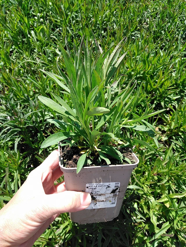 Asteri Golden Spray - 13. 5. 2025