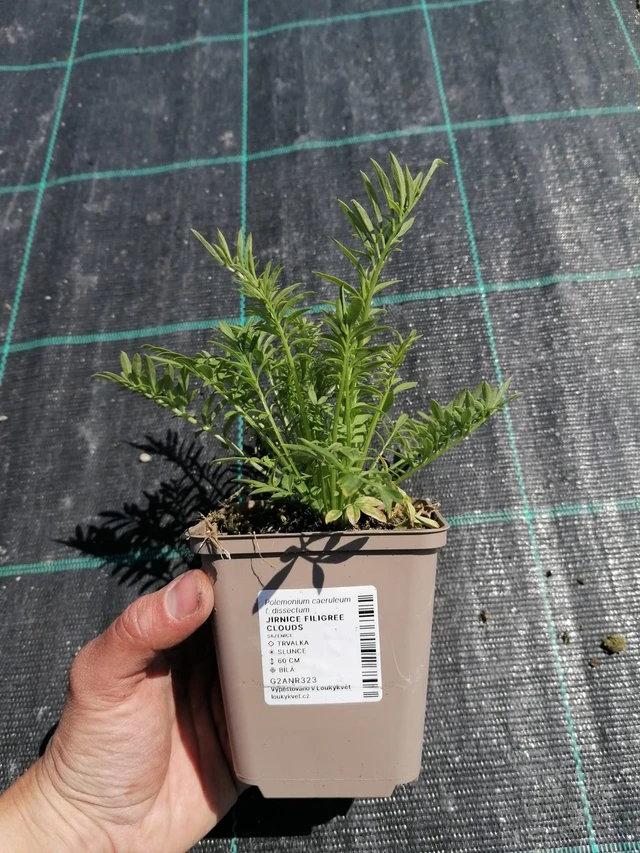 Astrantia Filigree Clouds - 2024