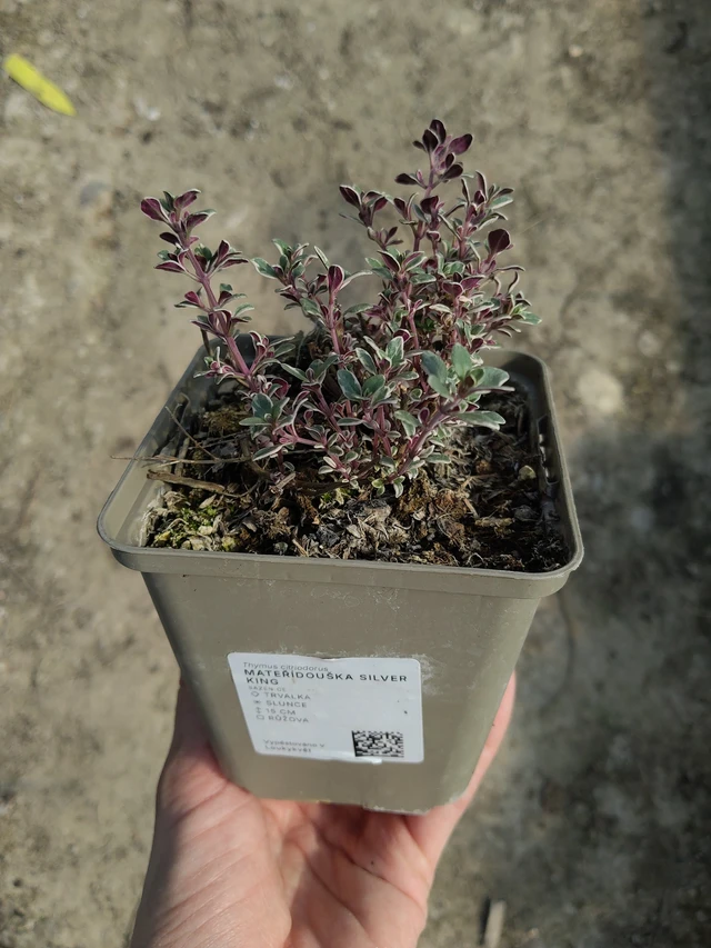 Mateřídouška Silver King - 27. 3. 2026