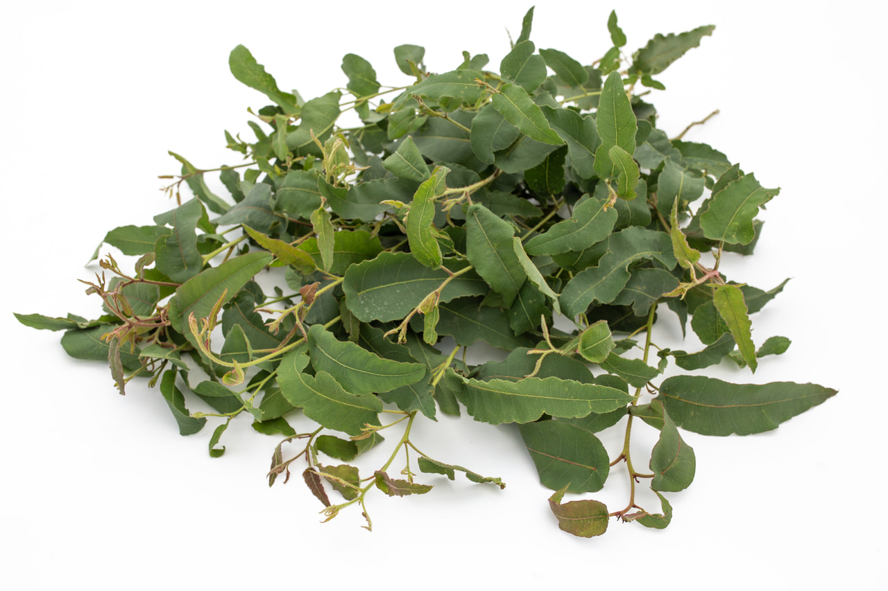 Eukalyptus citrónový, Loukykvět