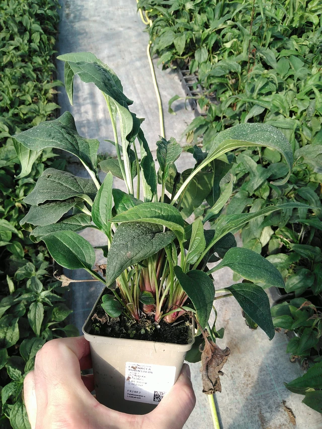 Echinacea Rubinstern - 19. 8. 2025