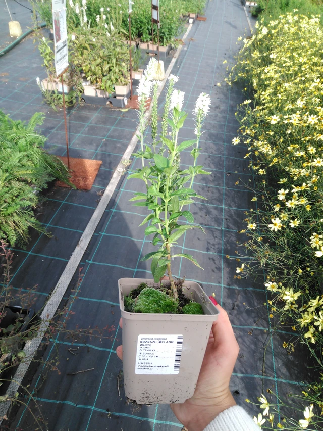 Verónica Melanie White - 11. 9. 2025