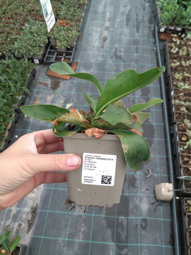 Statice latifolia - 11. 7. 2025