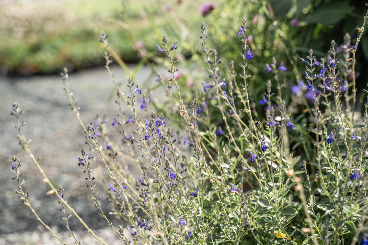 Šalvěj Blue Note, Loukykvět