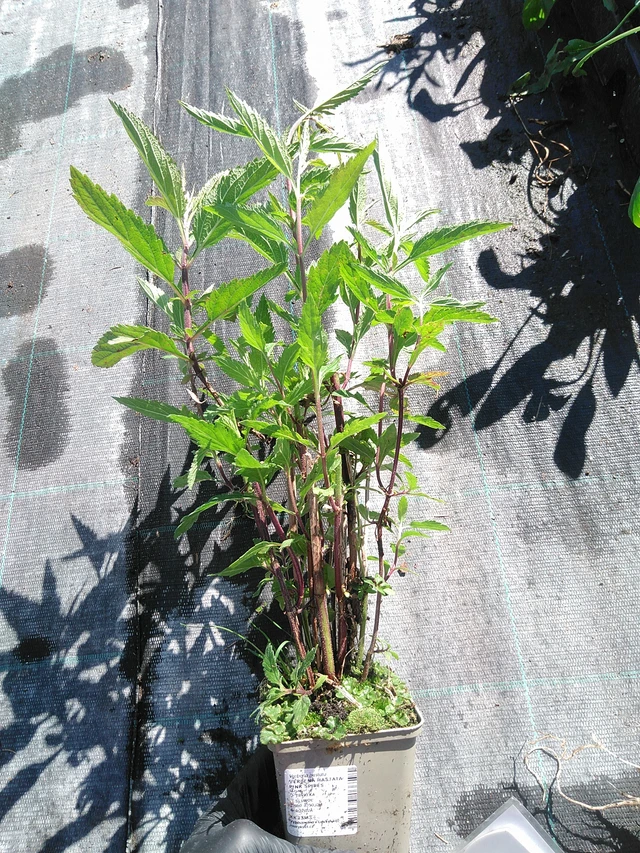 Verbena arrow-leaved Pink Spires - 19. 8. 2025