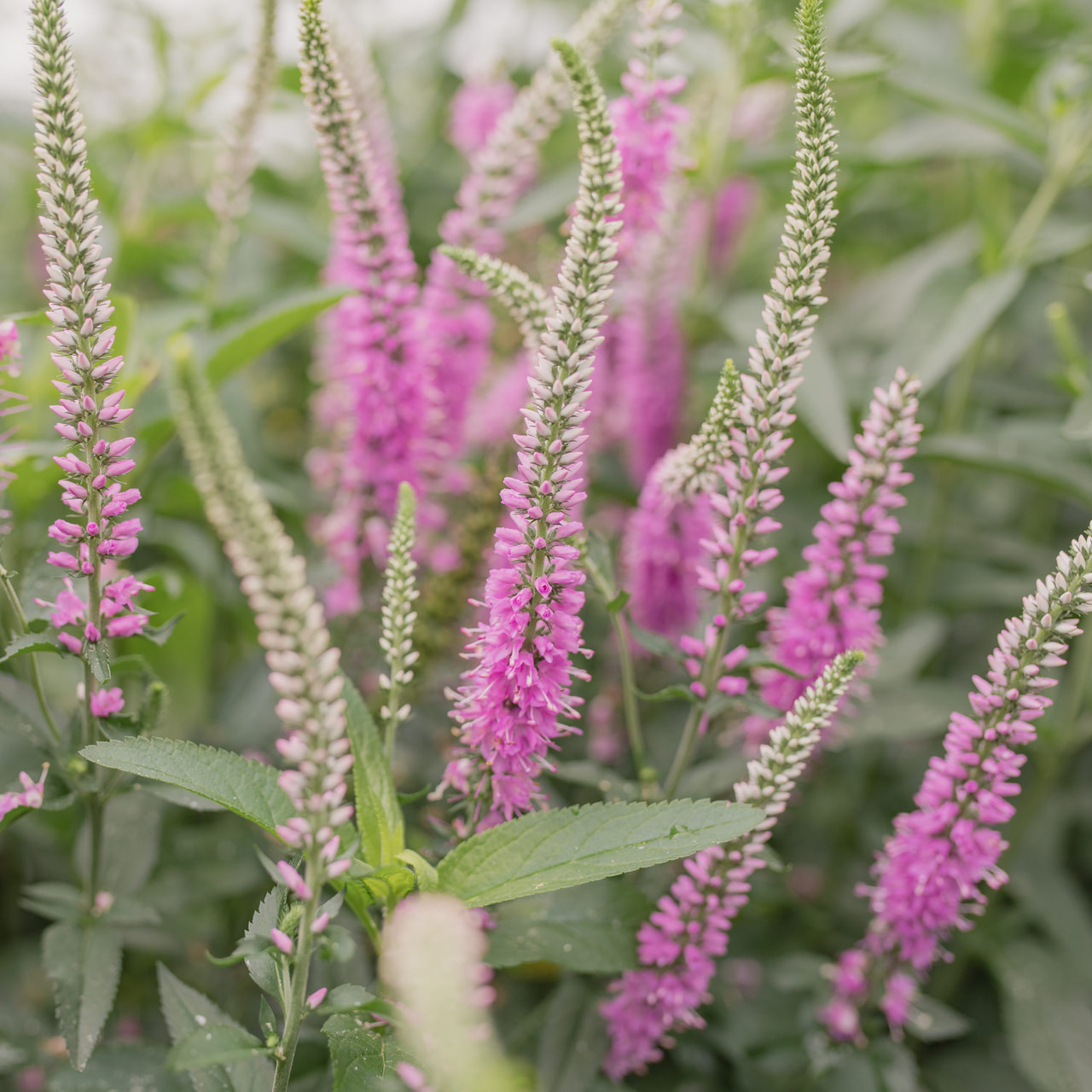 Rozrazil Skyler Pink, Loukykvět