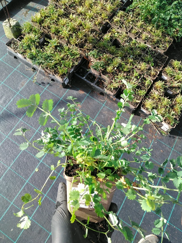 Pikkuruoho  - 31. 10. 2025