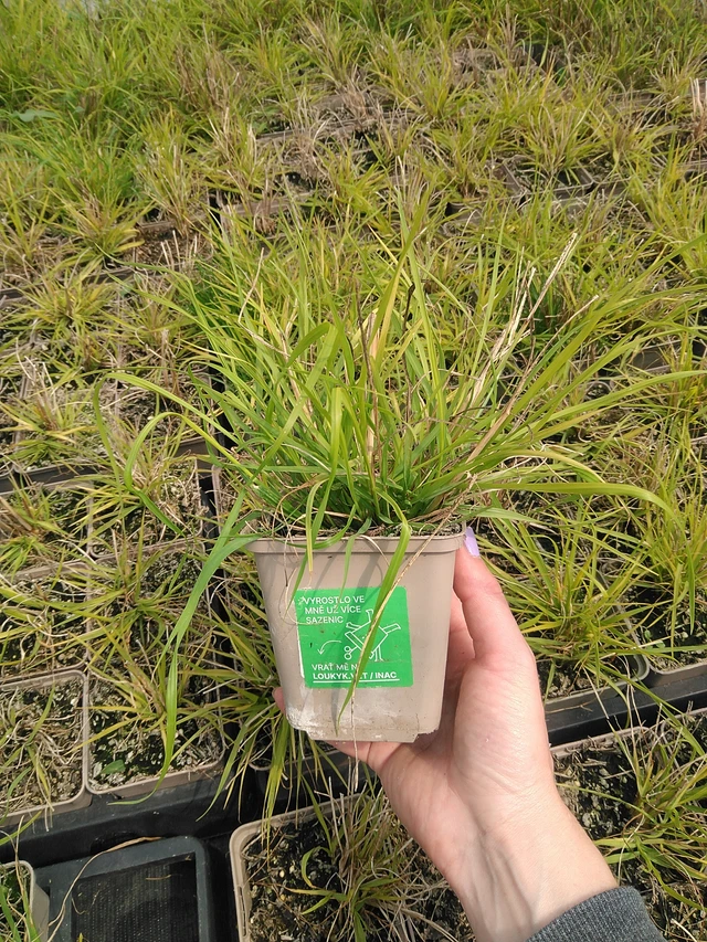 Dochan psárkovitý Hameln Gold - 9. 6. 2025