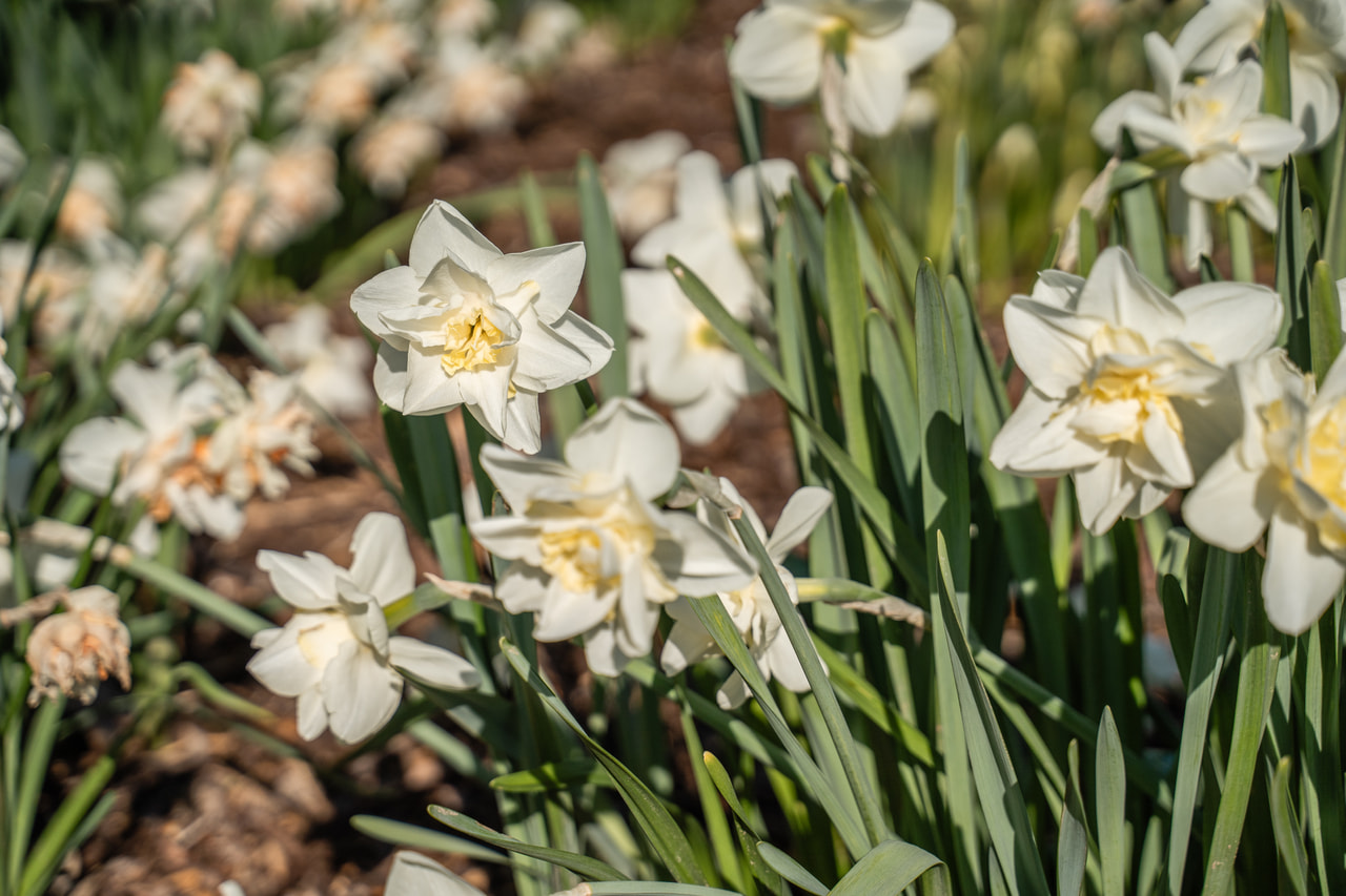 Narcis Pink Champagne, Loukykvět