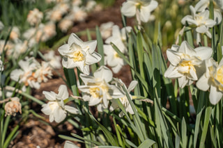 Narcis Pink Champagne, Loukykvět