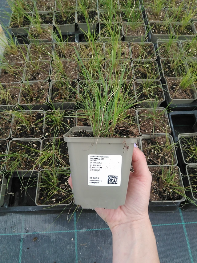 Opadavec - 9. 6. 2025