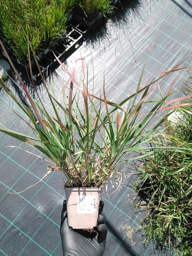 Milička - 19. 8. 2025