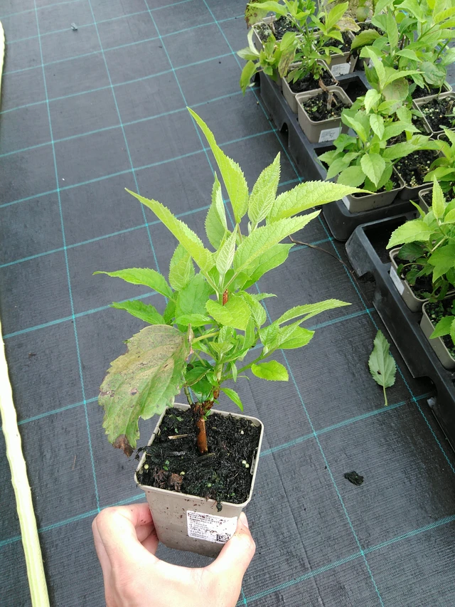 Hortenzie stromečkovitá Annabelle - 28. 7. 2025