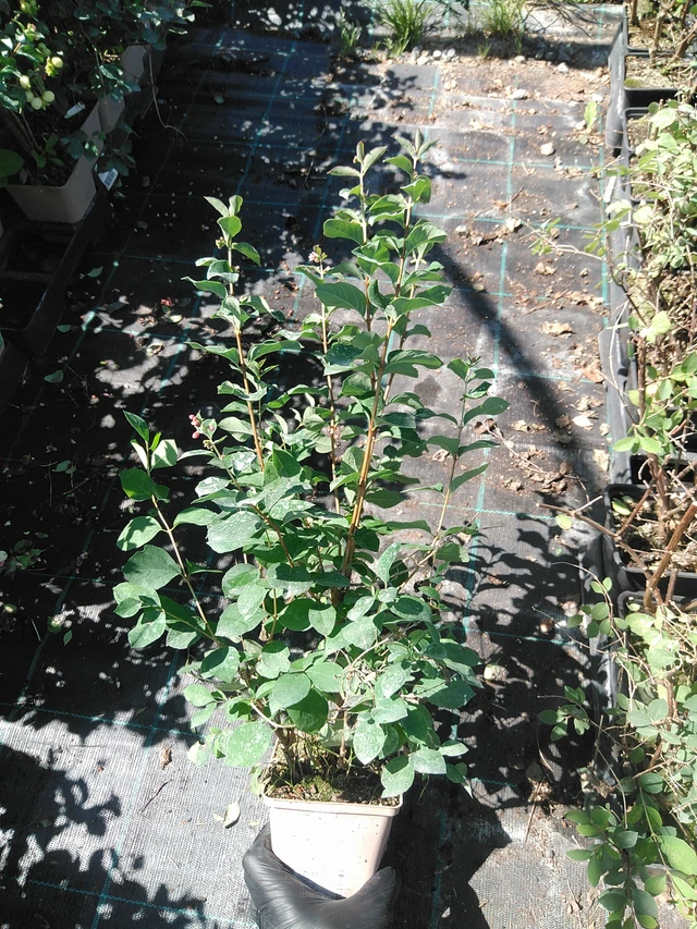 Snowberry Magical Green Falls - 19. 8. 2025