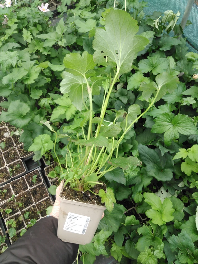 Sasanka japonská Lorelei - 2024