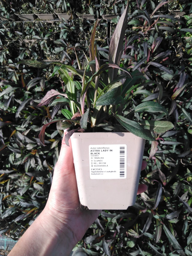 Asteri Lady in Black - 2024